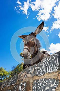 Donkey taxi Ã¢â¬â donkeys used to carry tourists to Acropolis of L